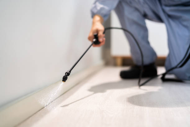 Licensed Ant Control service in Mission Canyon, CA - Nex Pest Control
